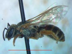 Halictus hesperus