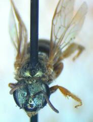Halictus hesperus