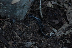 Plethodon cylindraceus