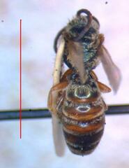 Halictus hesperus