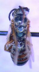 Halictus hesperus