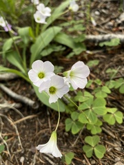Oxalis alpina