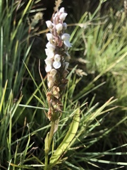 Brownleea parviflora