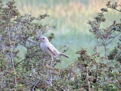 Mimus polyglottos image
