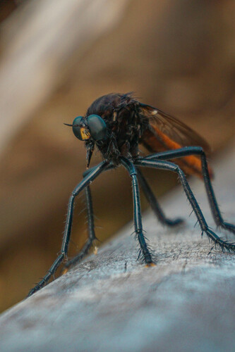 Mosca ladrona mexicana