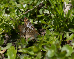 Anartia jatrophae