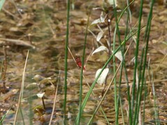 Crocothemis erythraea