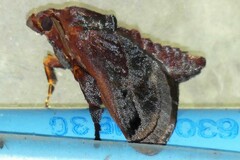 Phocoderma velutina