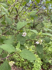 Lantana hirta
