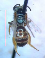 Halictus hesperus