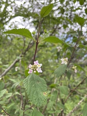 Lantana hirta