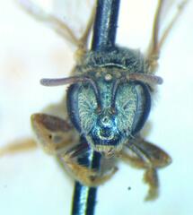 Halictus hesperus