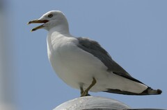 Larus delawarensis