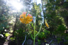 Lilium pardalinum vollmeri