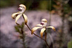 Caladenia hildae