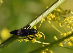 Ichneumon centrator