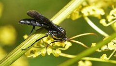 Ichneumon centrator