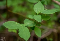 Vaccinium alaskaense