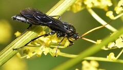Ichneumon centrator