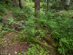 Vaccinium alaskaense