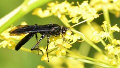 Ichneumon centrator