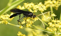 Ichneumon centrator