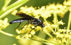 Ichneumon centrator