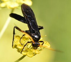 Ichneumon centrator