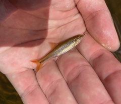 Nocomis leptocephalus