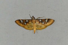 Cotachena pubescens