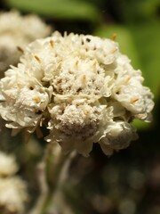 Antennaria microphylla