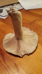 Russula granulata