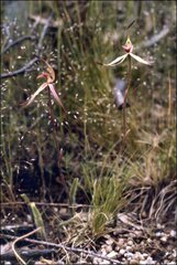 Caladenia fitzgeraldii