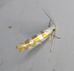 Argyresthia calliphanes