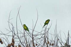 Brotogeris chiriri