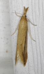 Donacaula dispersellus