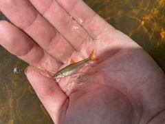 Nocomis leptocephalus