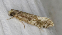 Monopis marginistrigella