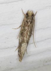 Monopis marginistrigella