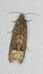 Eucosma parmatana