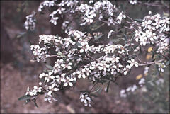 Leptospermum brevipes