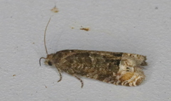 Eucosma parmatana