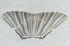 Strophidia caudata