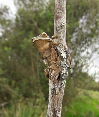 Gastrotheca dunni