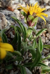 Heterotheca pumila