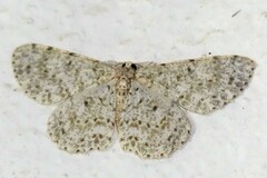 Catoria sublavaria