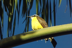 Pitangus sulphuratus