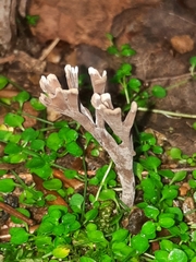 Thelephora anthocephala