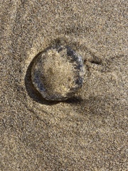Aequorea victoria