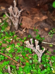 Thelephora anthocephala